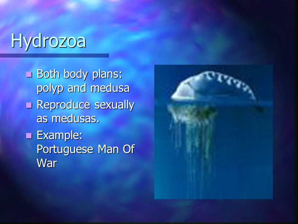 Hydrozoa Both body plans: polyp and medusa
