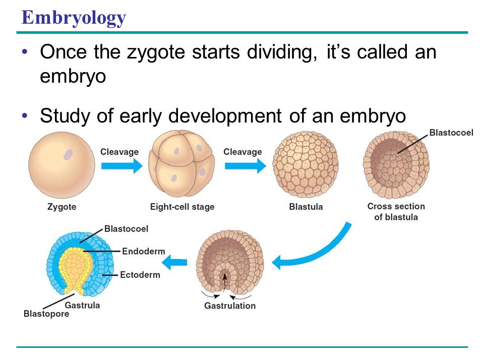 Зигота образуется в результате. Зигота это в эмбриологии. Embryology, blastula. Вебиум эмбриология. Embryology is the study of the formation.