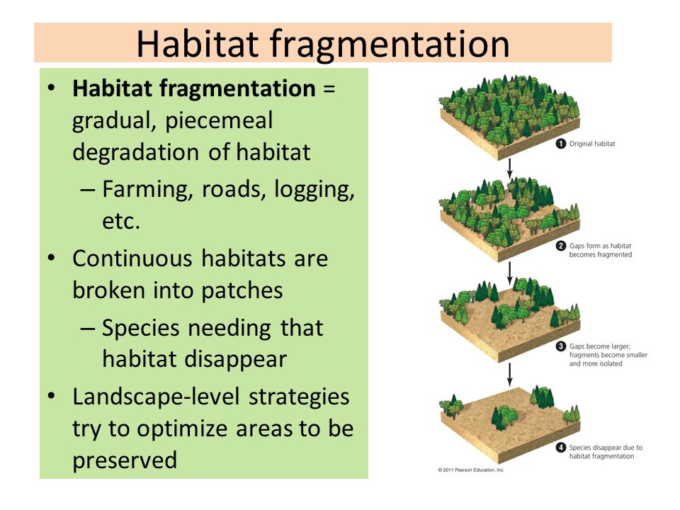 Habitat help. Habitat fragmentation. Habitat игра. Habitat loss. Habitat перевод.