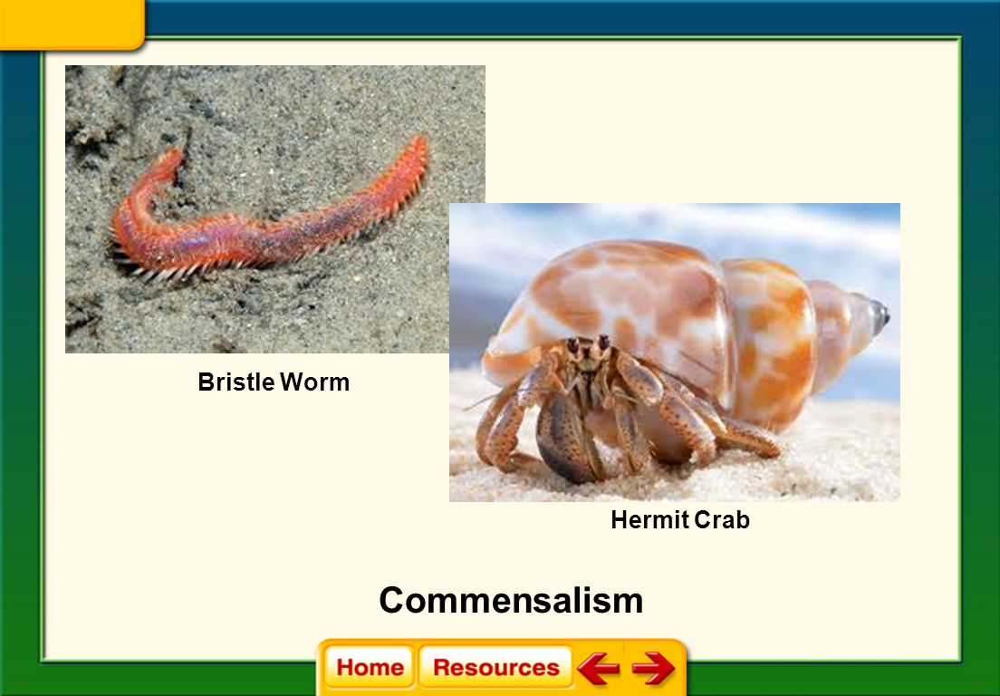 Bristle Worm Hermit Crab Commensalism