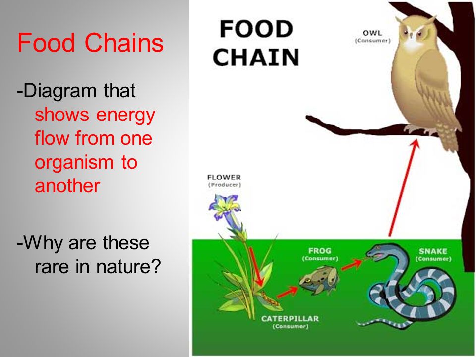 Food Chains -Diagram that shows energy flow from one organism to another -Why are these rare in nature.