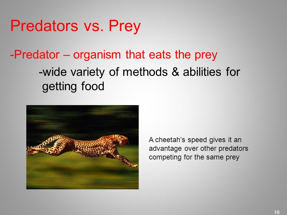 Predators vs. Prey -Predator – organism that eats the prey -wide variety of methods & abilities for getting food