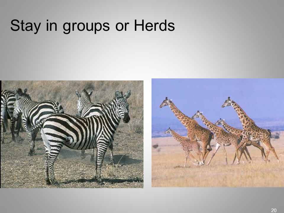 Stay in groups or Herds