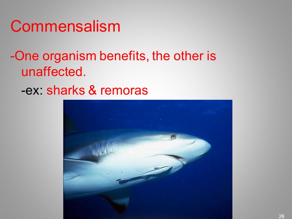 Commensalism -One organism benefits, the other is unaffected. -ex: sharks & remoras