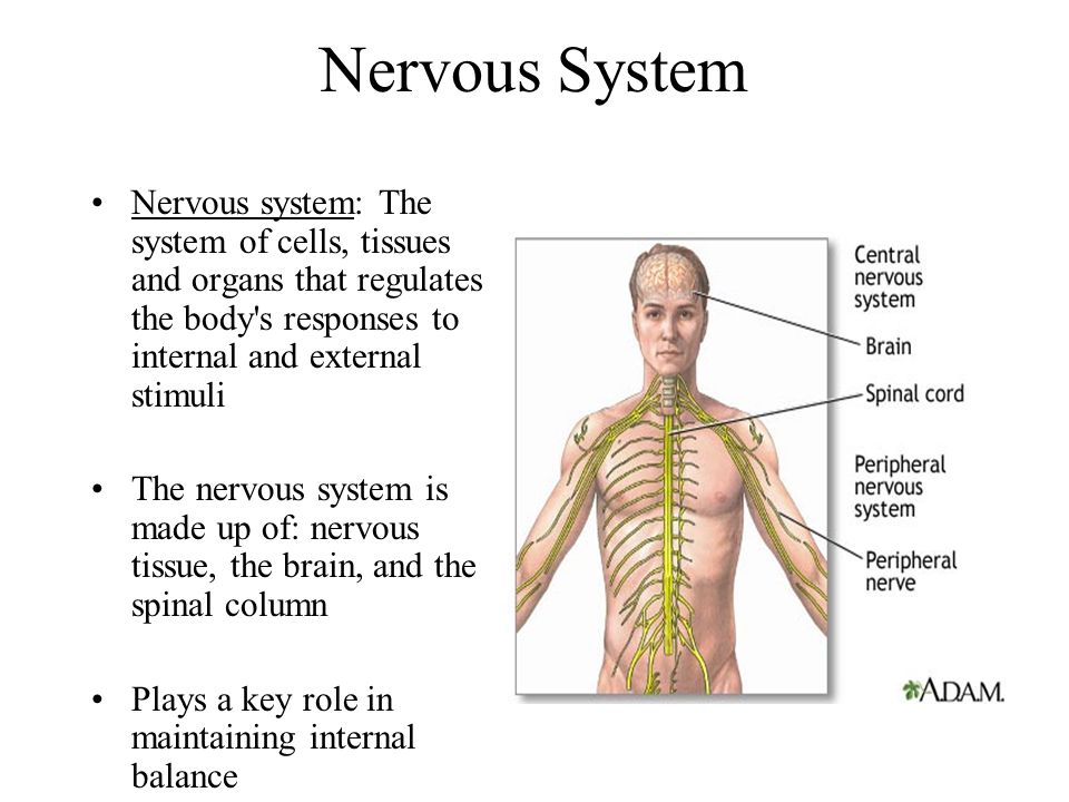 Nervous System/ Endocrine System - ppt video online download