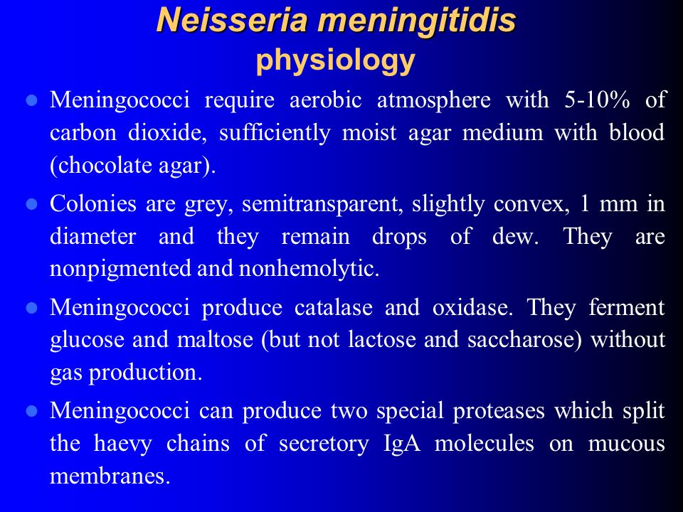 Neisseria meningitidis physiology