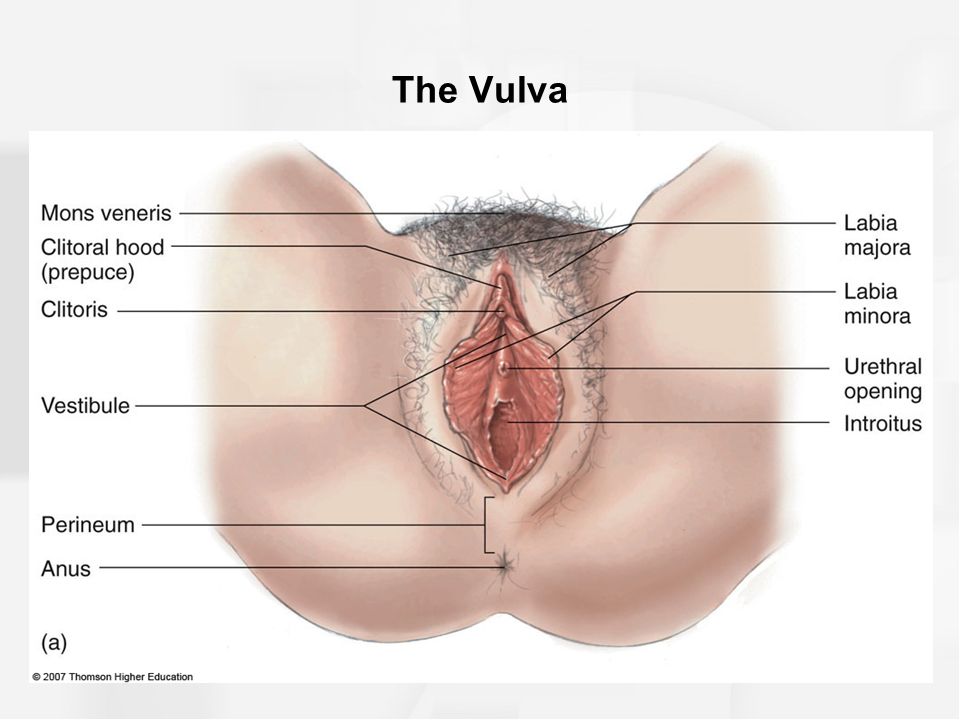 Picture and anatomy of a female clitoris - Auraj.eu
