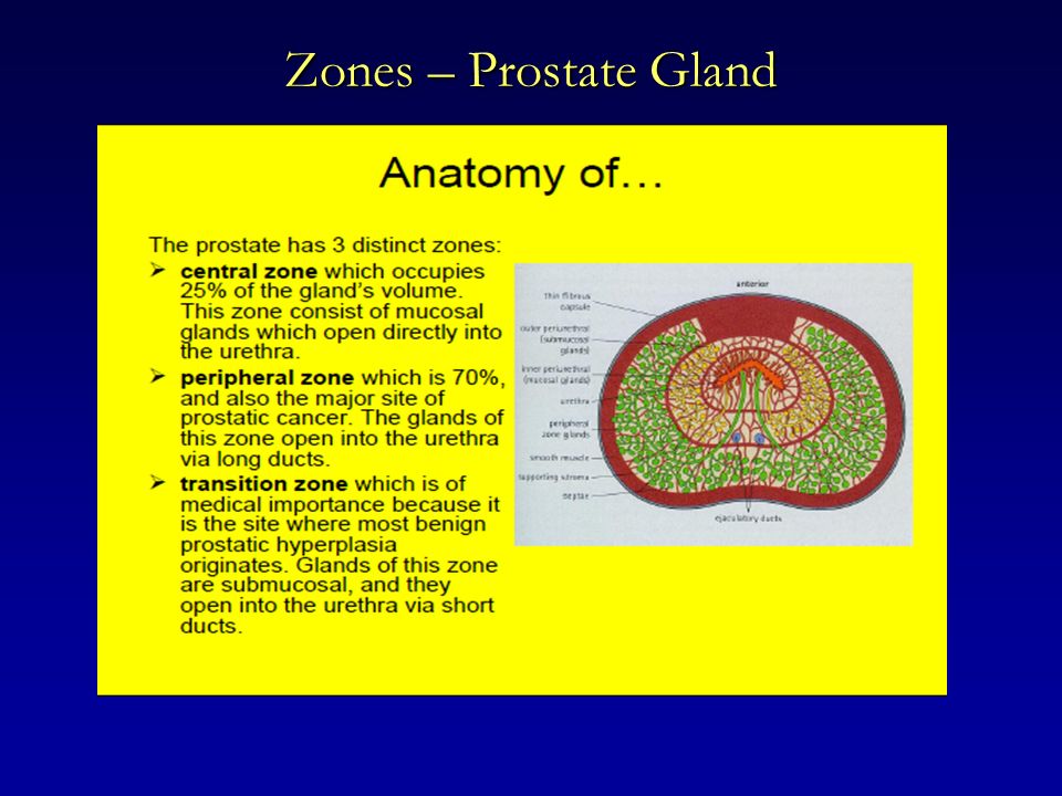 prostate gland anatomy ppt Fájdalom a prosztata műtéti turnéjával