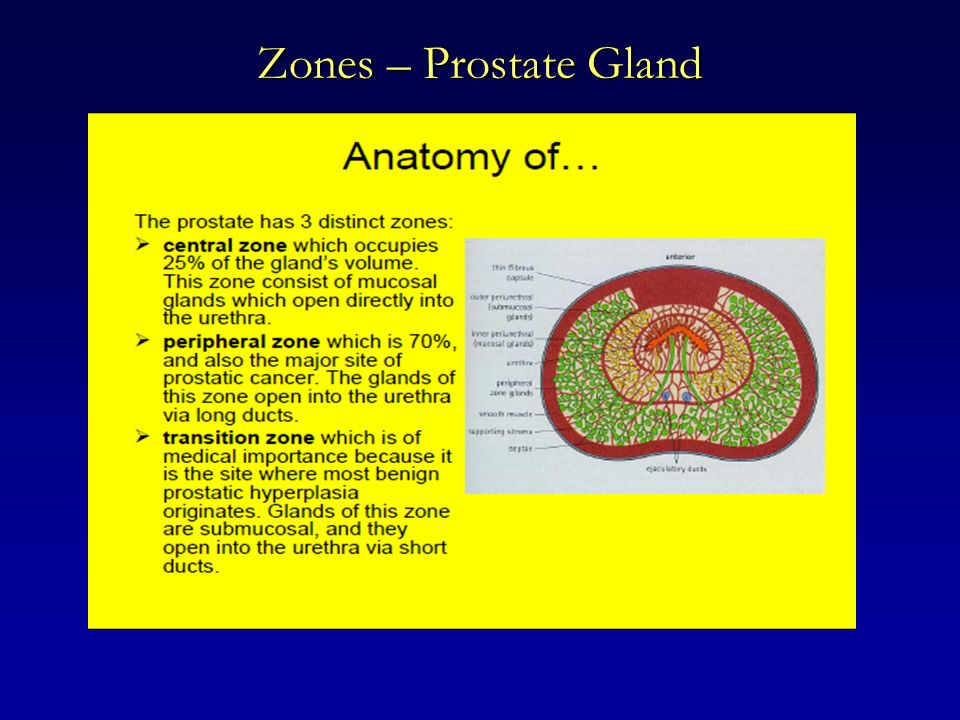 prostate gland anatomy ppt Segítsen legyőzni a prosztatitiset