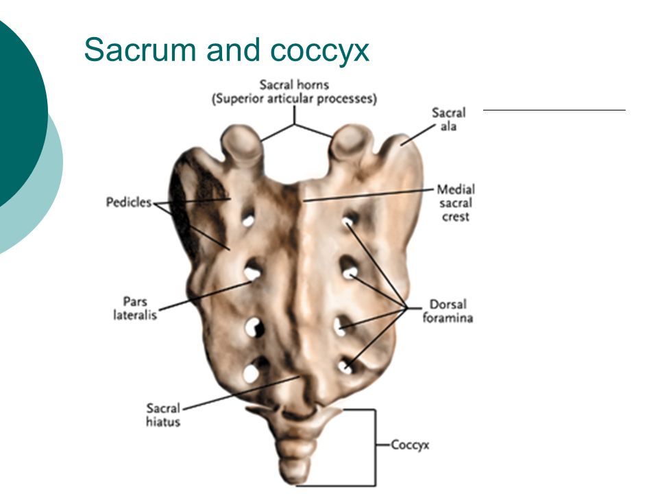 Sacrum and coccyx