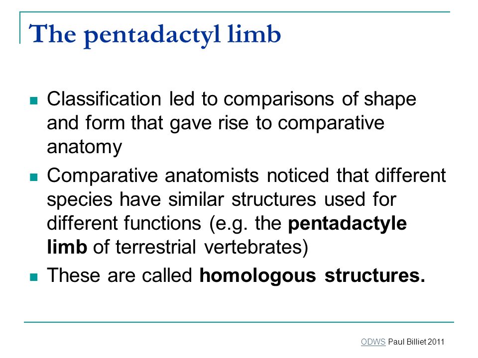 The pentadactyl limb Classification led to comparisons of shape and form that gave rise to comparative anatomy.