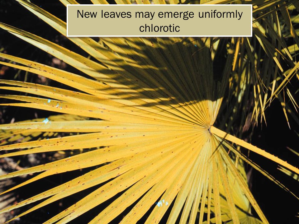 New leaves may emerge uniformly chlorotic