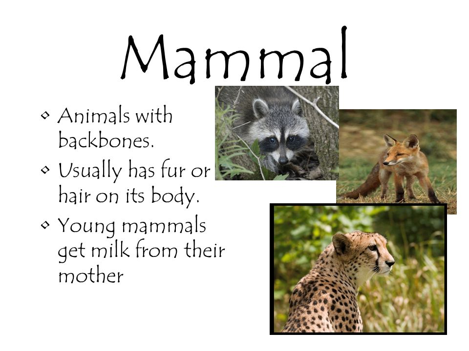 Mammal Animals with backbones. Usually has fur or hair on its body.