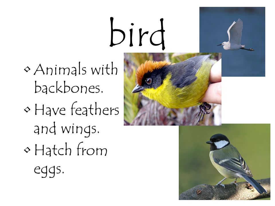 bird Animals with backbones. Have feathers and wings. Hatch from eggs.