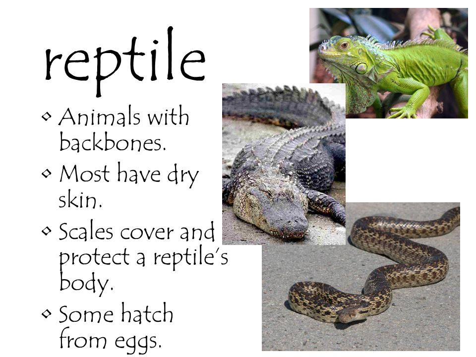 reptile Animals with backbones. Most have dry skin.