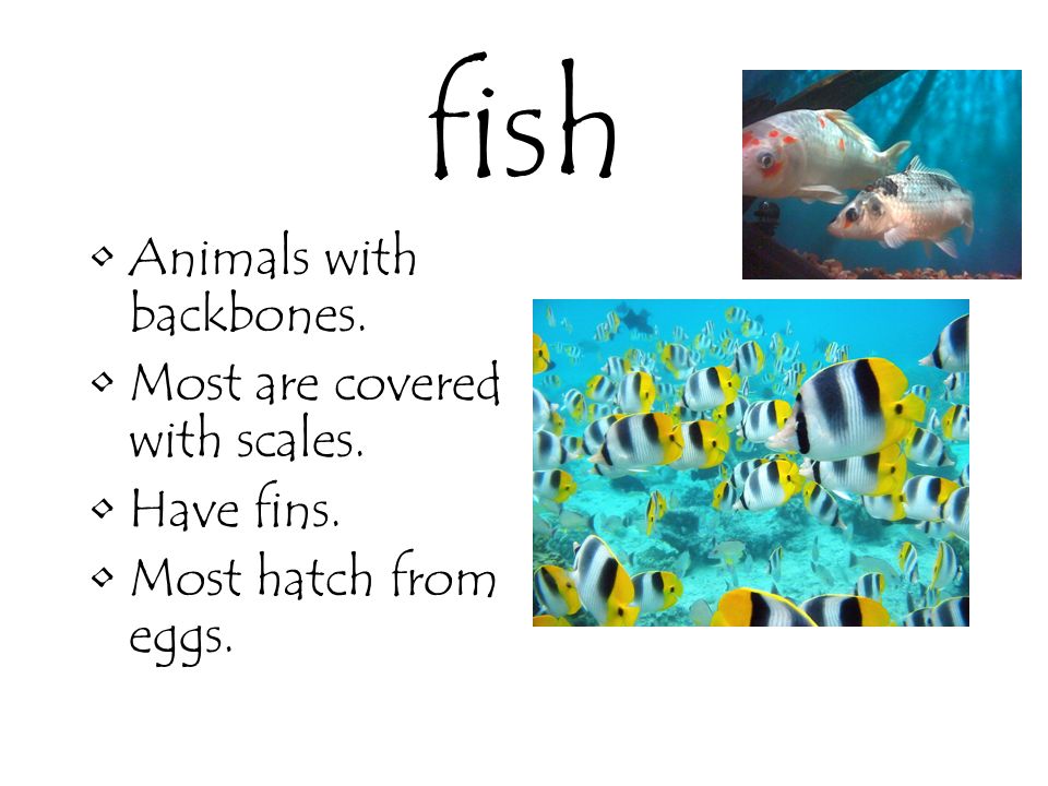 fish Animals with backbones. Most are covered with scales. Have fins.