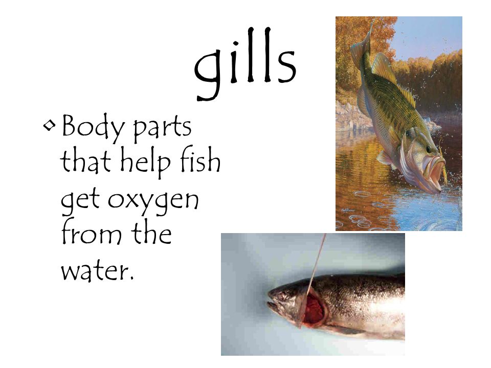 gills Body parts that help fish get oxygen from the water.