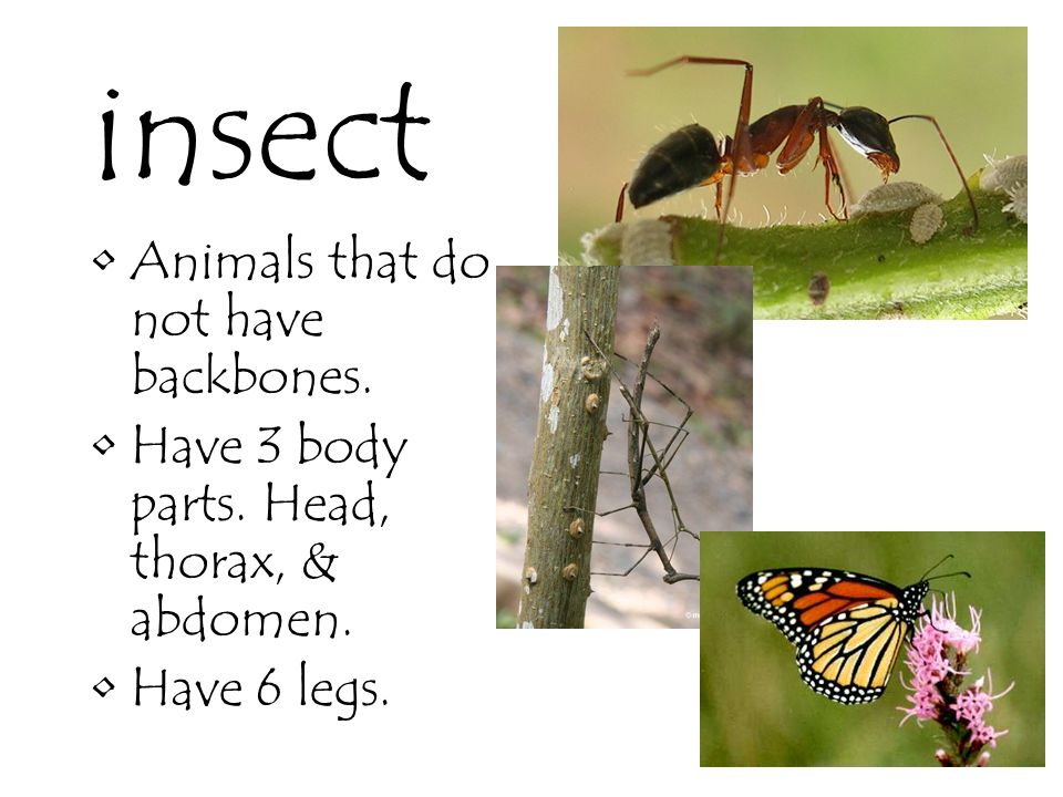 insect Animals that do not have backbones.