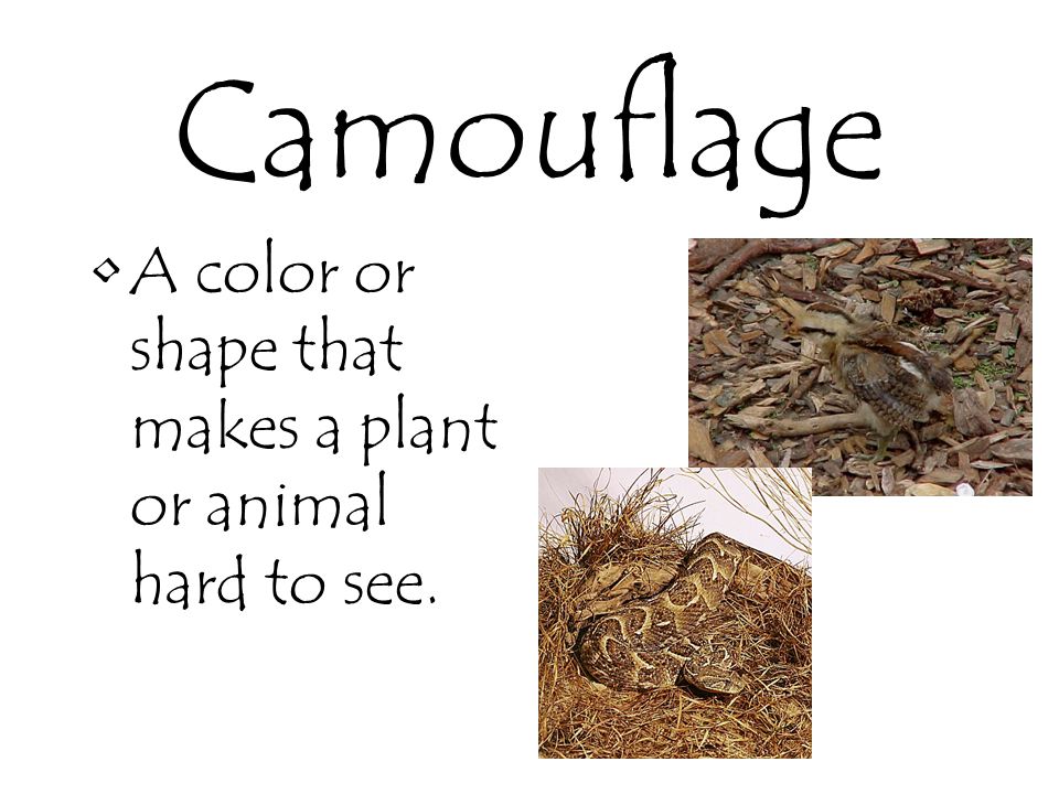 Camouflage A color or shape that makes a plant or animal hard to see.