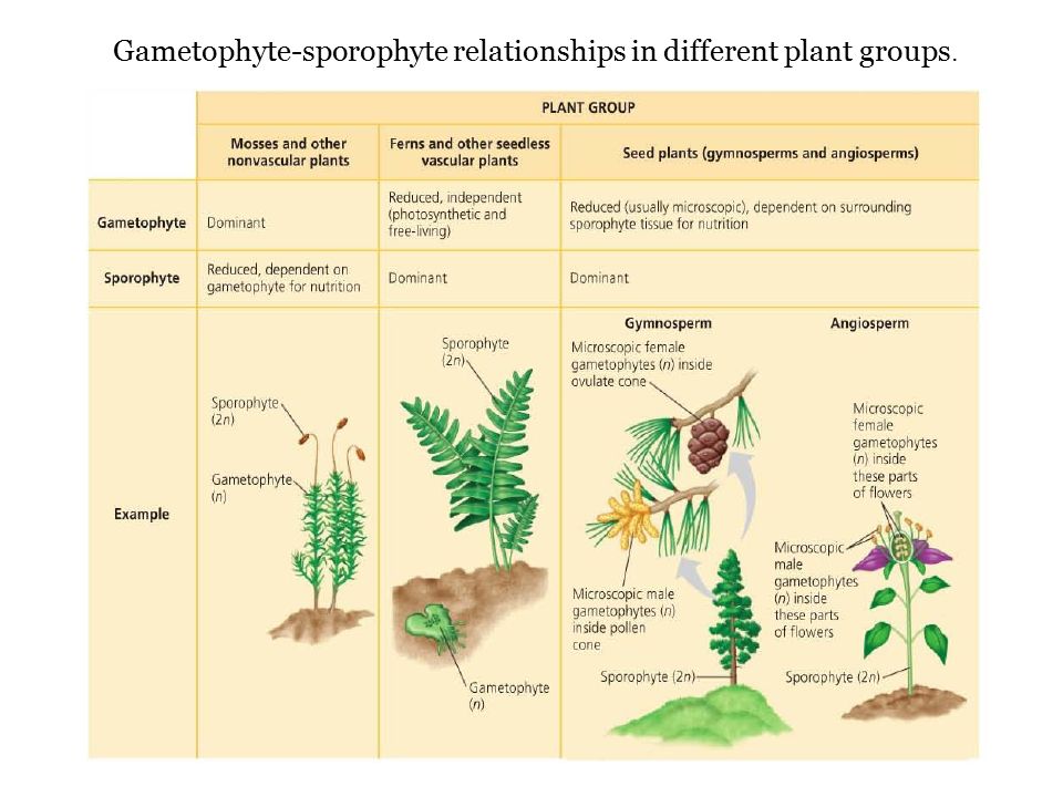 Цветок гаметофит. Спорофит и гаметофит высших растений. Гаметофит растений. Спорофит и гаметофит у растений. Спорофит гаметофит преобладает.