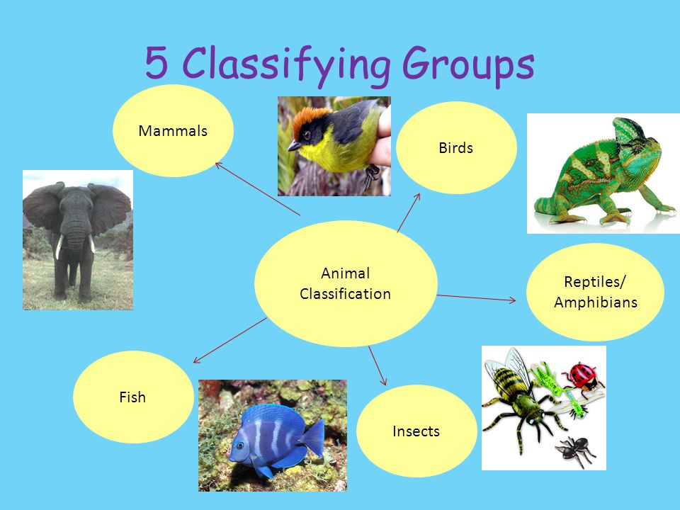 Classifying Animals. - ppt video online download