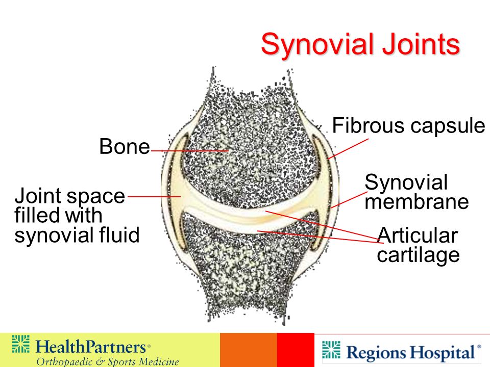 Synovial Joints Fibrous capsule Bone Synovial membrane