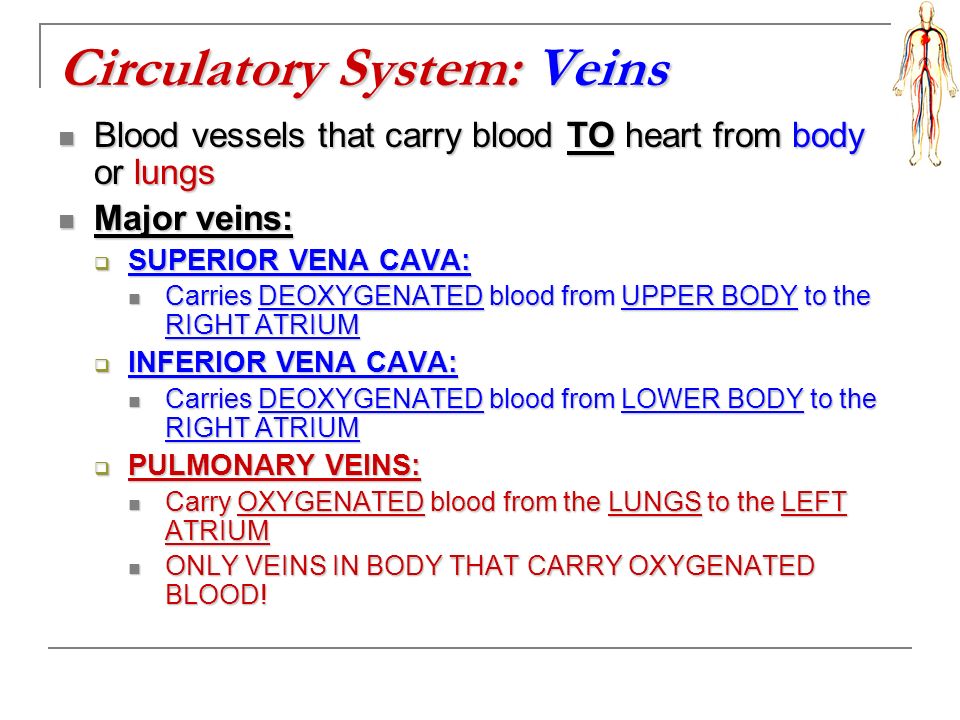 Circulatory System: Veins