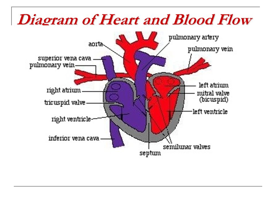 Diagram of Heart and Blood Flow