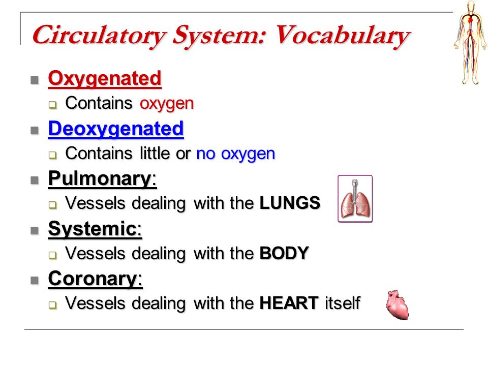 Circulatory System: Vocabulary