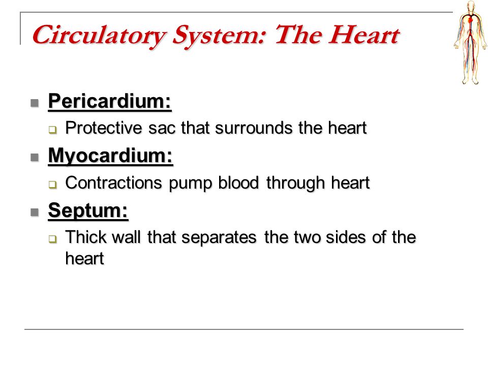 Circulatory System: The Heart