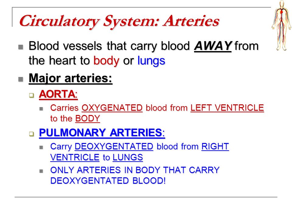 Circulatory System: Arteries