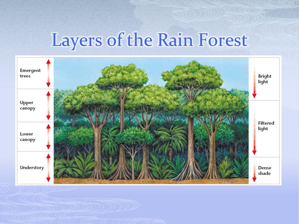 Layers of the Rain Forest