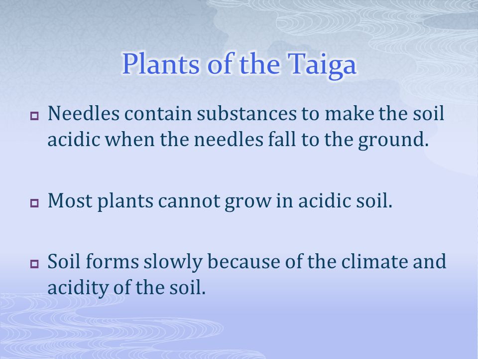 Plants of the Taiga Needles contain substances to make the soil acidic when the needles fall to the ground.