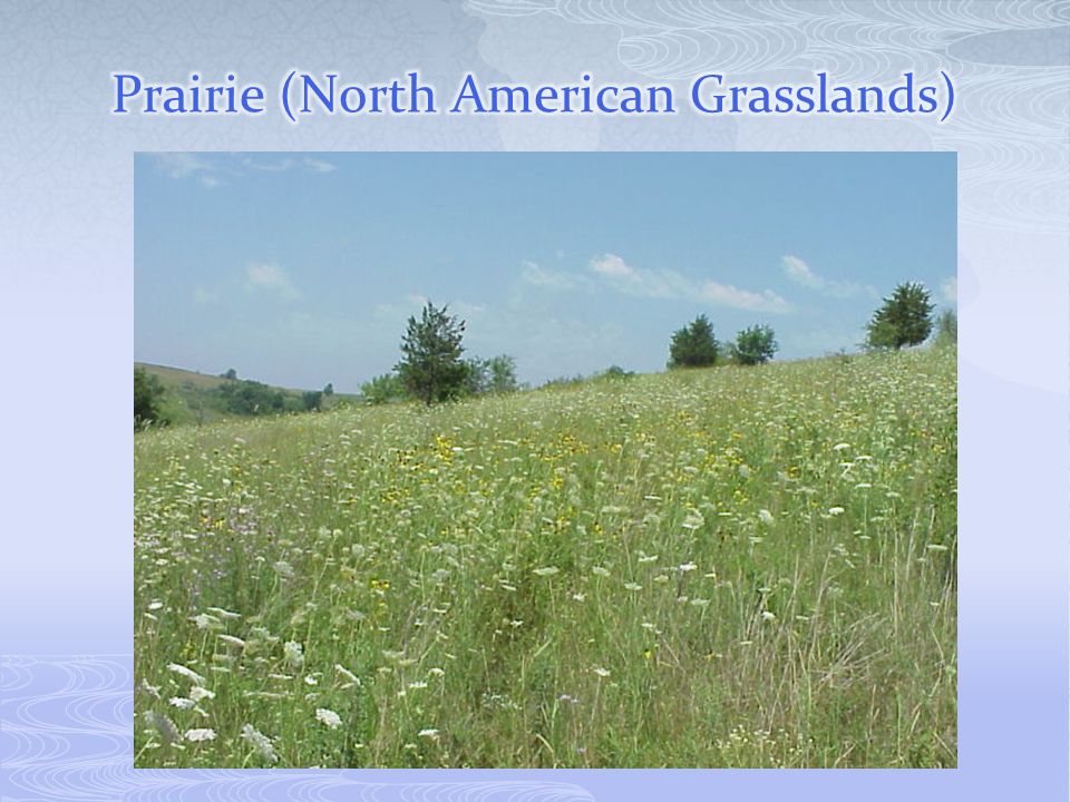 Prairie (North American Grasslands)