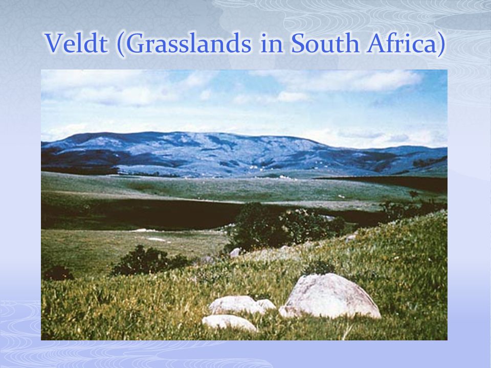 Veldt (Grasslands in South Africa)