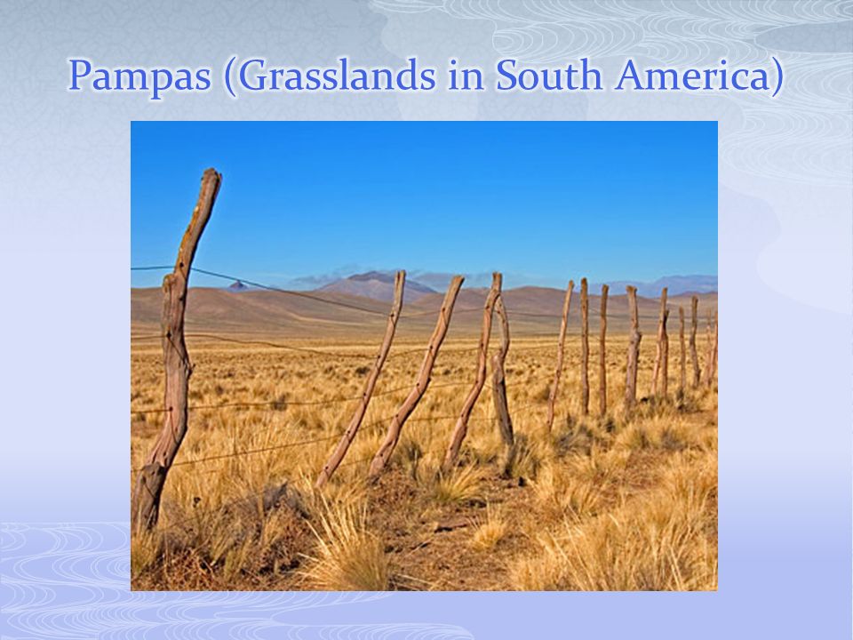 Pampas (Grasslands in South America)