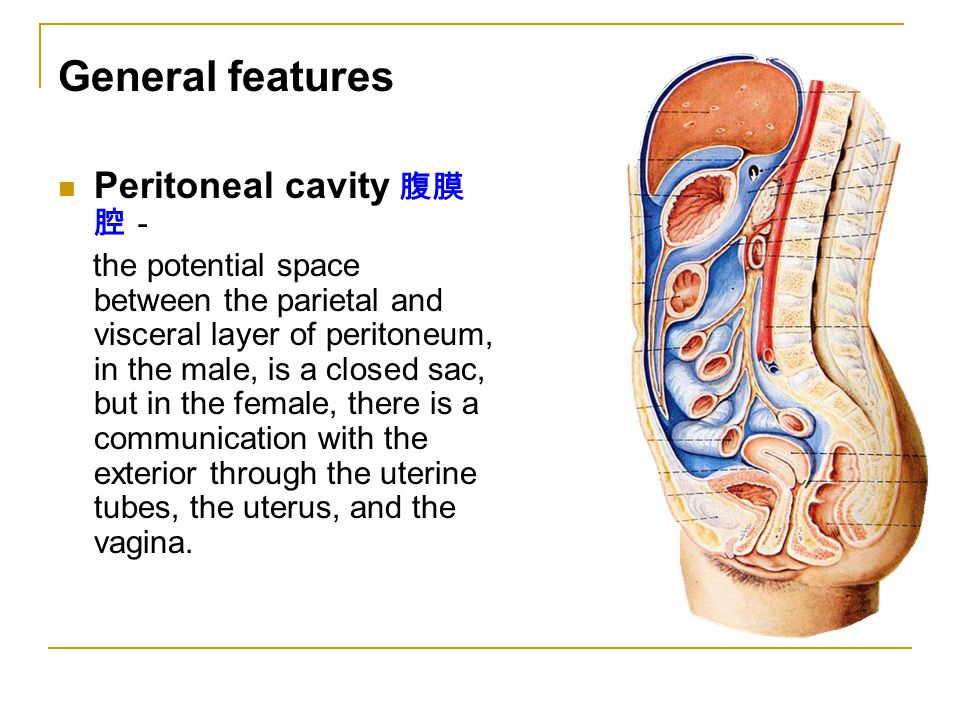 General features Peritoneal cavity 腹 膜 腔.