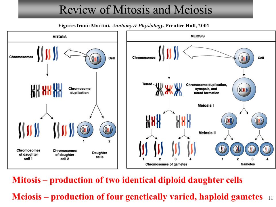 Review of Mitosis and Meiosis.