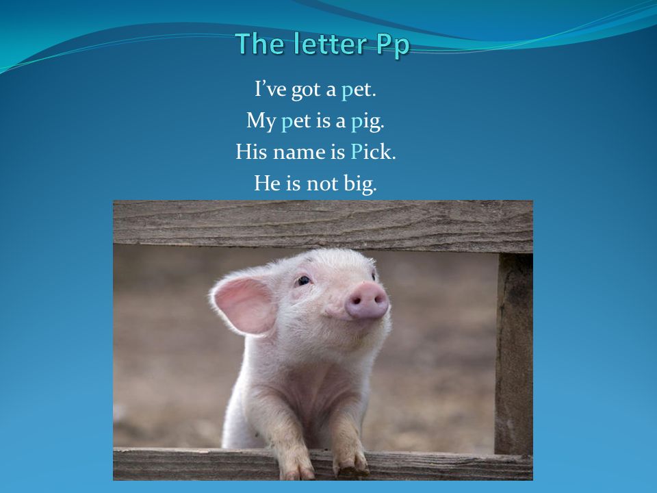 Got a pet перевод на русский. I've got a Pet my Pet is a Pig. I`ve got a Pet. My Pet is a Pig. His name is pick. He is not big.. I have got a Pig.