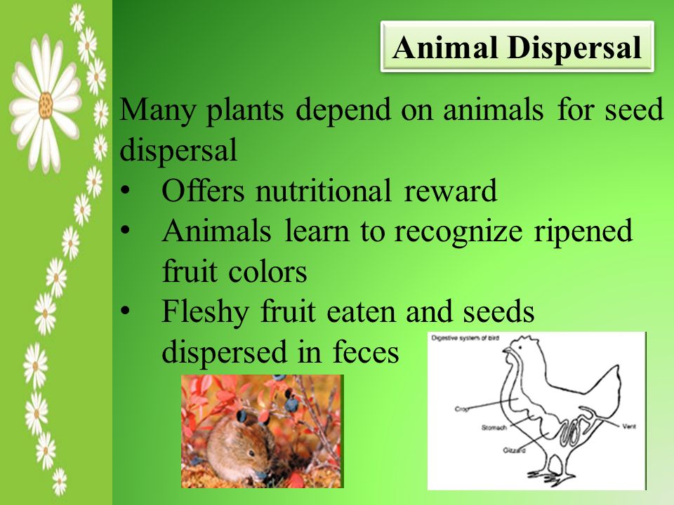Learning Target: Seed Dispersal - ppt video online download