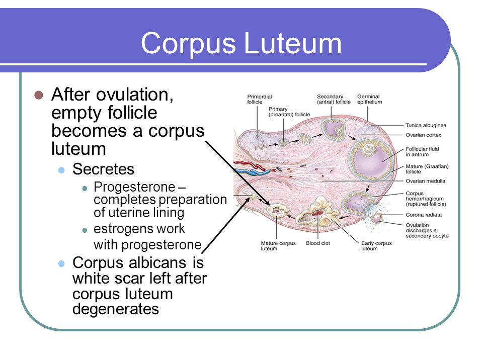 Introduction To The Reproductive System Ppt Download