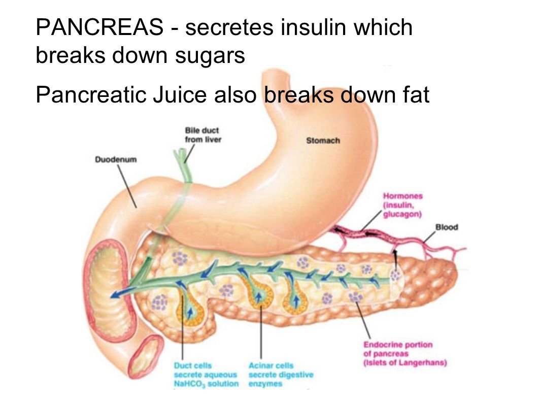 Химия поджелудочная железа. Поджелудочная железа анатомия островки Лангерганса. Строение клетки поджелудочной железы. Строение островка поджелудочной железы. Строение поджелудочной железы островки Лангерганса.