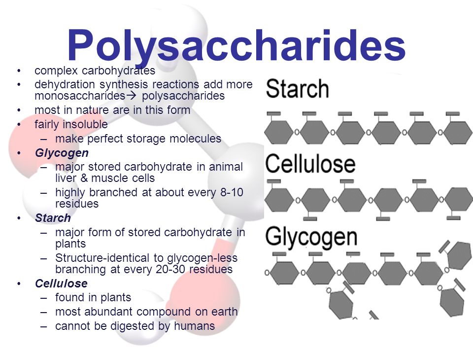 Polysaccharides complex carbohydrates