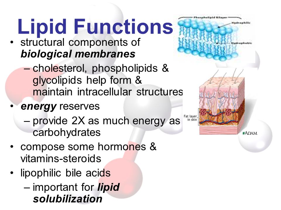 Lipid Functions structural components of biological membranes