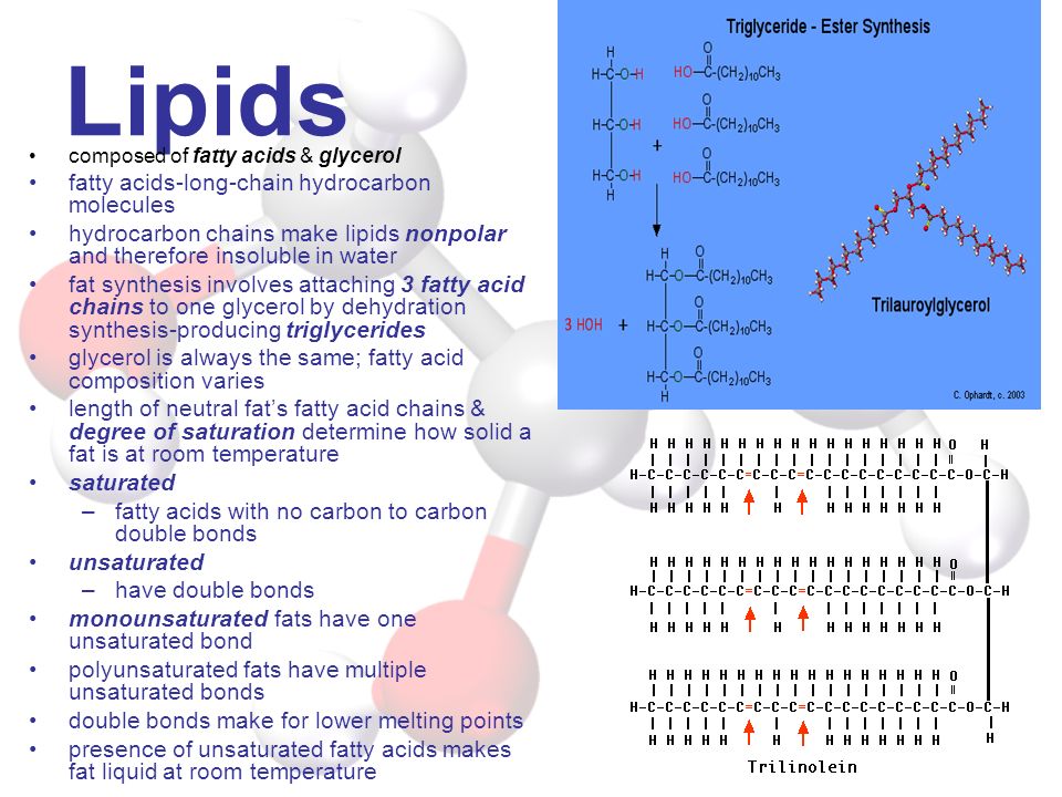 Lipids fatty acids-long-chain hydrocarbon molecules
