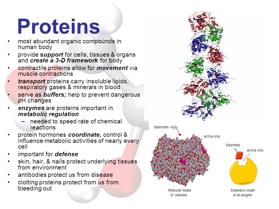 Proteins most abundant organic compounds in human body