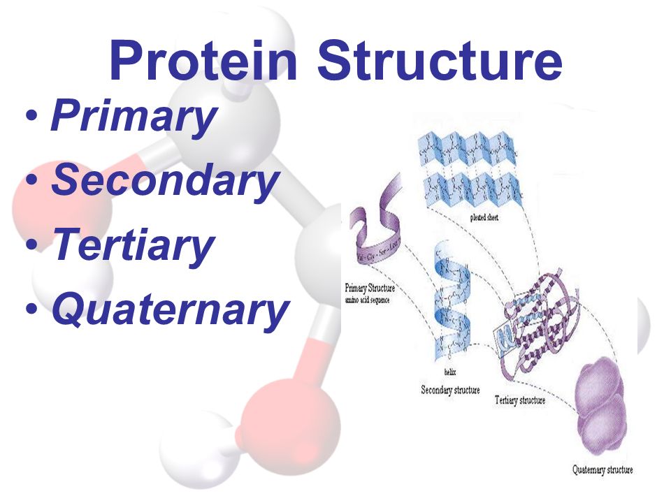 Protein Structure Primary Secondary Tertiary Quaternary