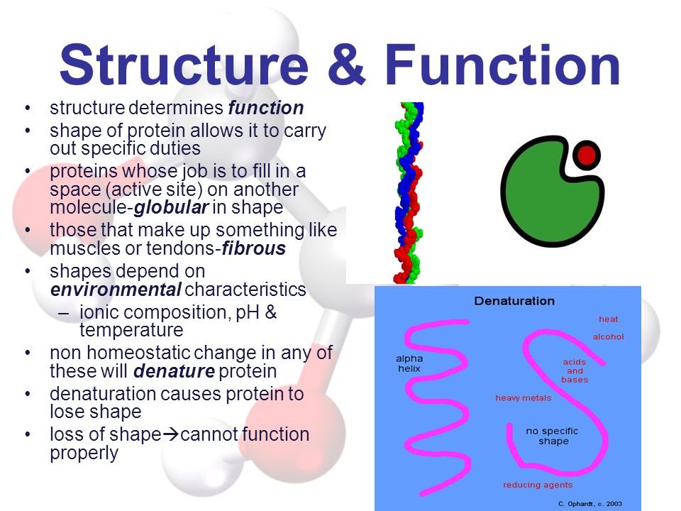 Structure & Function structure determines function