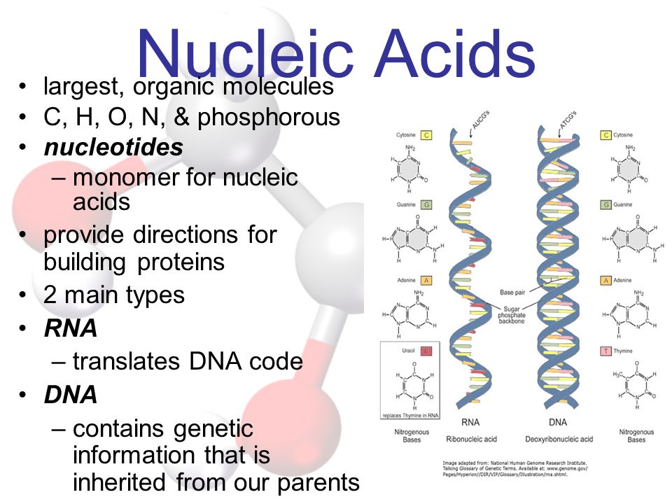 Nucleic Acids largest, organic molecules C, H, O, N, & phosphorous