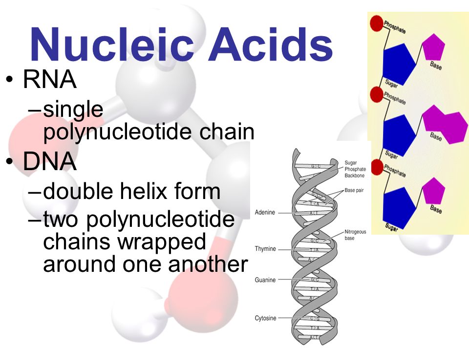 Nucleic Acids RNA DNA single polynucleotide chain double helix form